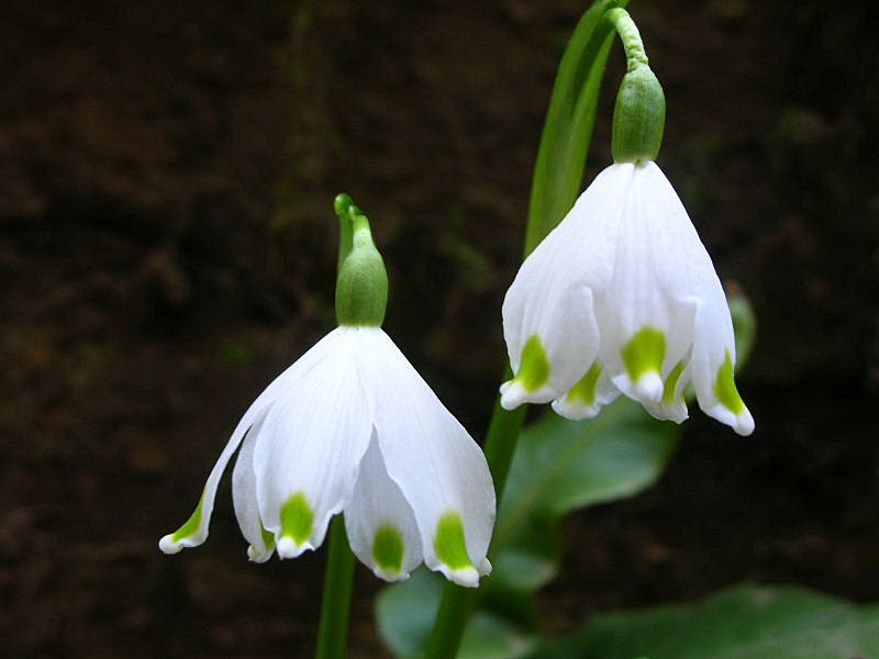 Leucojum vernum / Campanelle comuni